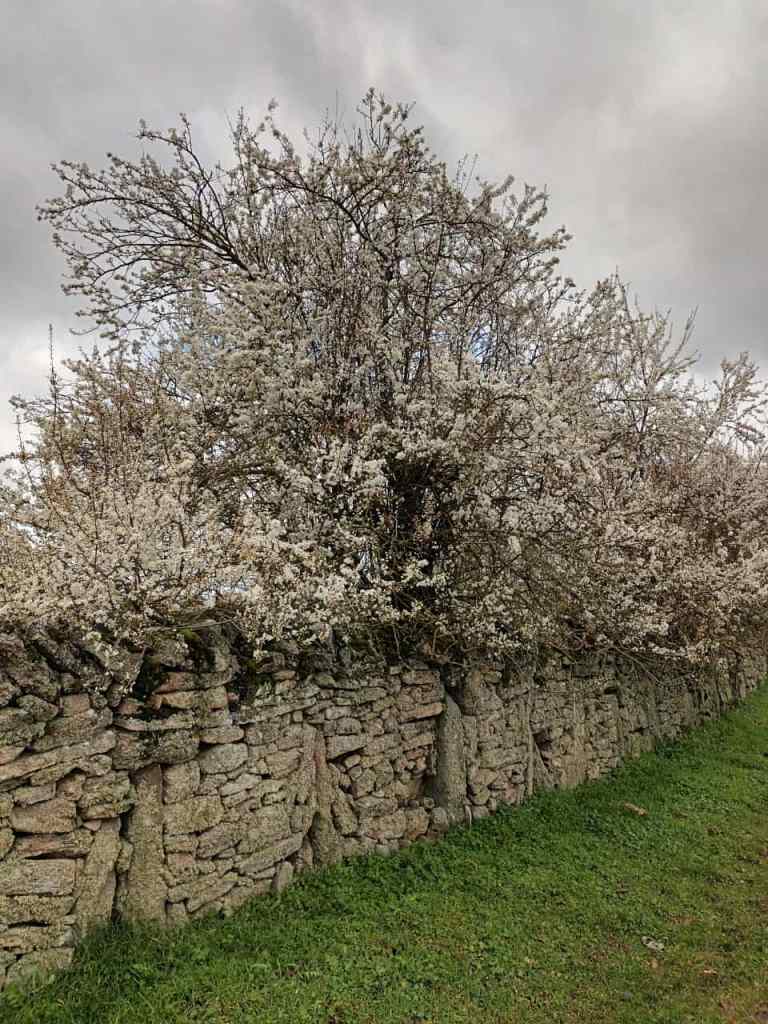 bermillo de sayago: ciruelos de la vega en flor