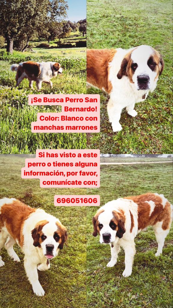 san bernardo perdido en fadon (Zamora) atiende al nombre de pocholo