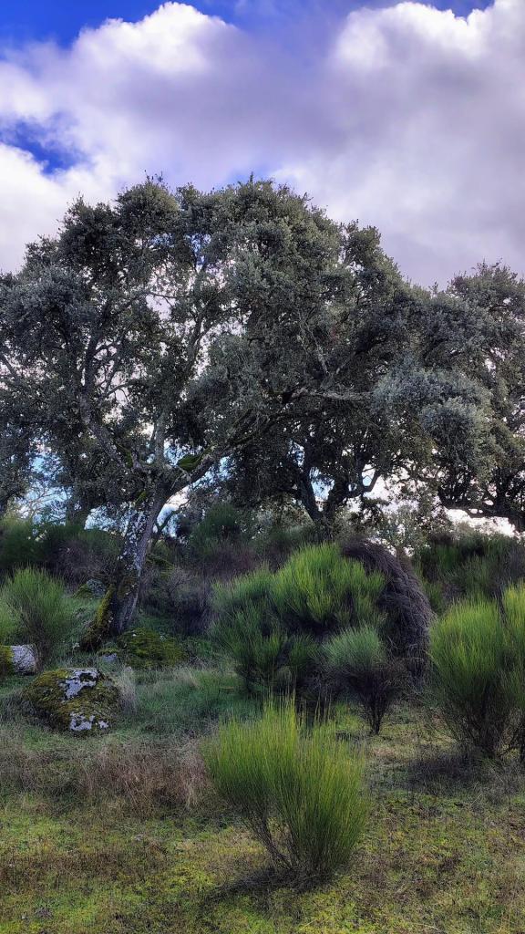 vegetación junto a la rivera