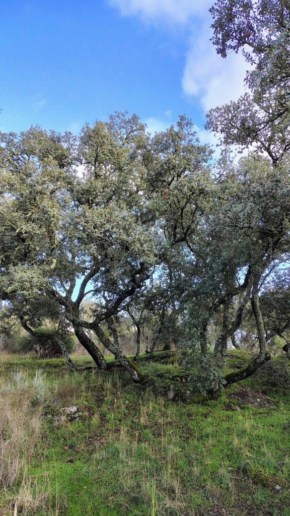 vegetación en el entorno de la rivera de Torregamones. Penillanura castellana, comarca de Sayago, Zamora