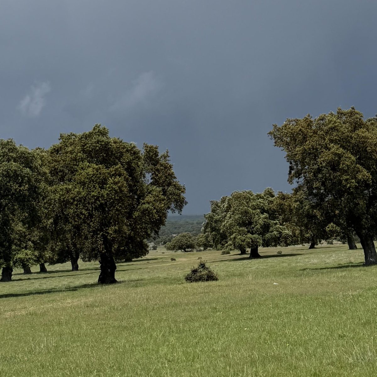 Impresionante encinar junto a la ermita de Gracia
