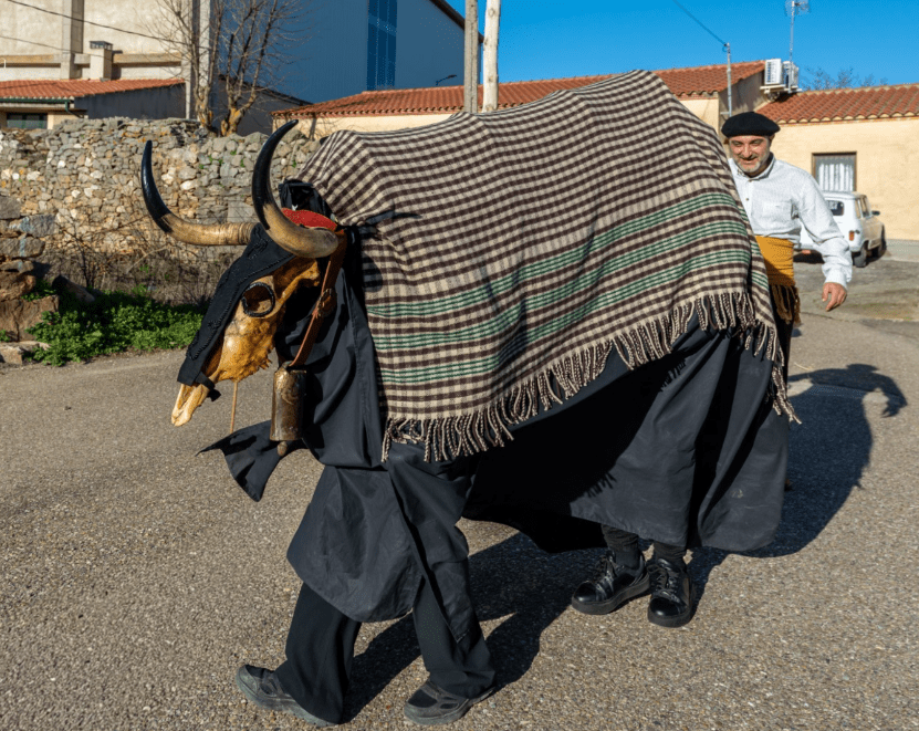 Un hombre camina por una calle rural vistiendo una vestimenta tradicional, llevando una figura de un toro cubierta con una manta a cuadros. La tradicional vaca de Pereruela